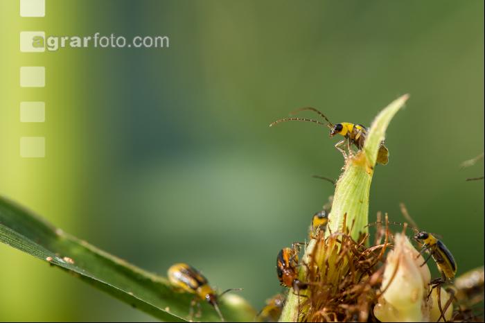 Diabrotica Schaden Narbenfäden 8