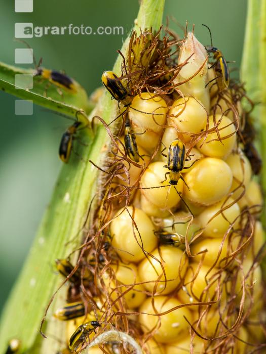 Diabrotica Schaden Narbenfäden 7