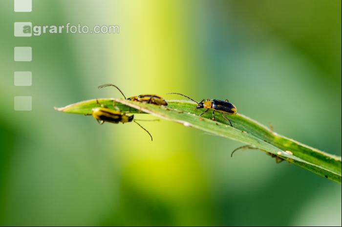 Diabrotica Blattfraß 7