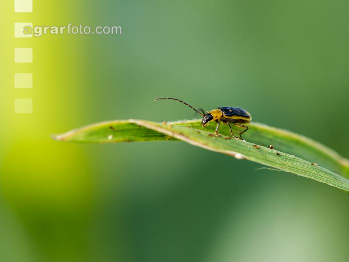 Diabrotica Blattfraß 6