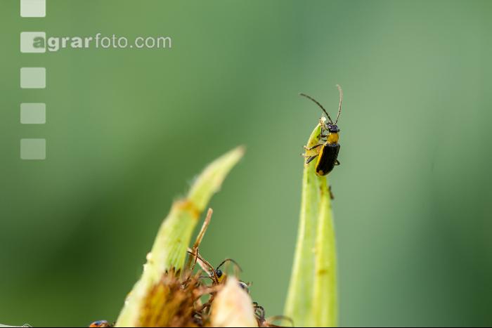 Diabrotica Blattfraß 5