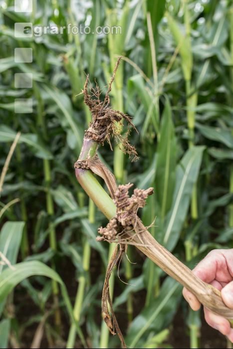 Diabrotica Wurzelschaden 1