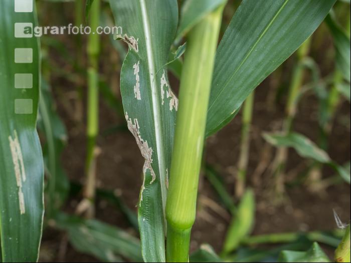 Diabrotica Blattschaden 1