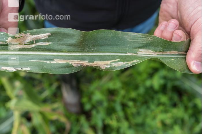 Diabrotica Blattschaden 2