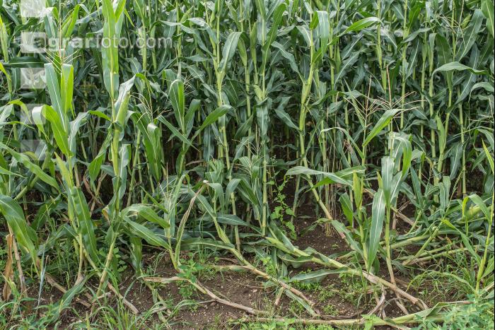 Diabrotica Gänsehals 1