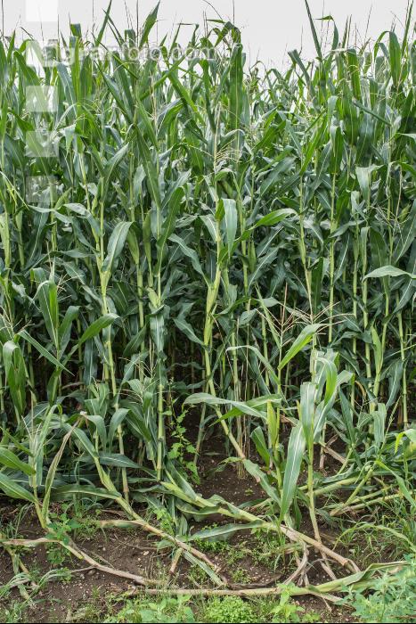 Diabrotica Gänsehals 2