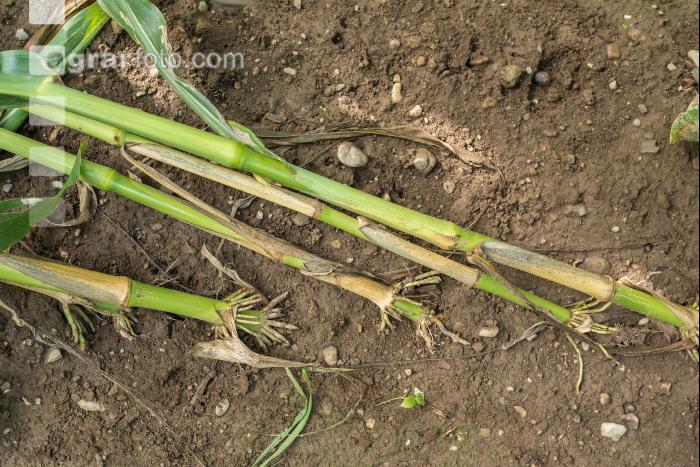 Diabrotica Schaden 1