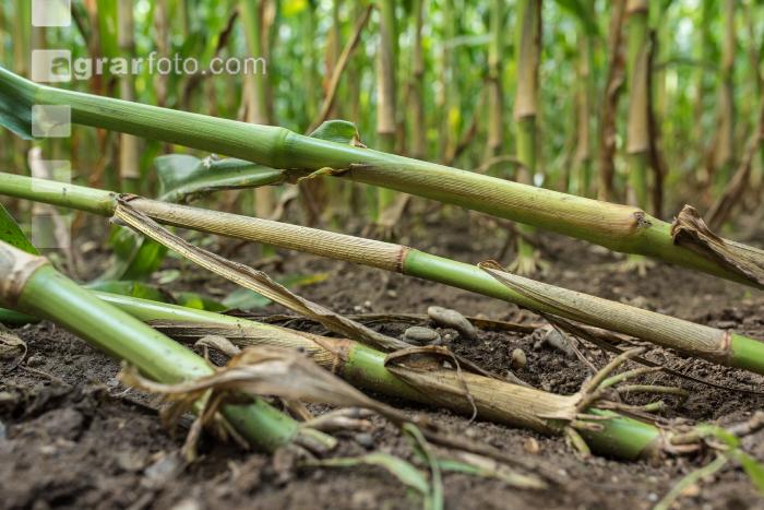 Diabrotica Schaden 2