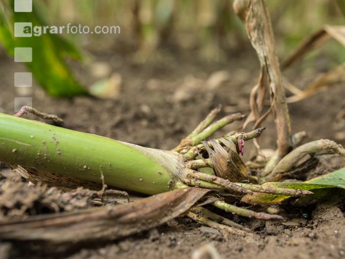Diabrotica Wurzelschaden 3