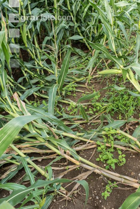 Diabrotica Gänsehals 3