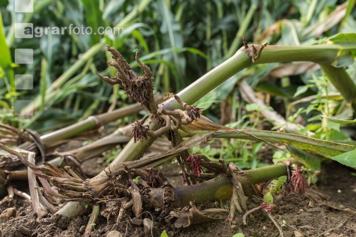 Diabrotica Wurzelschaden 4