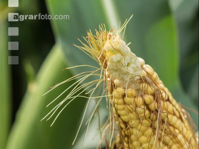 Diabrotica Schaden Narbenfäden 6