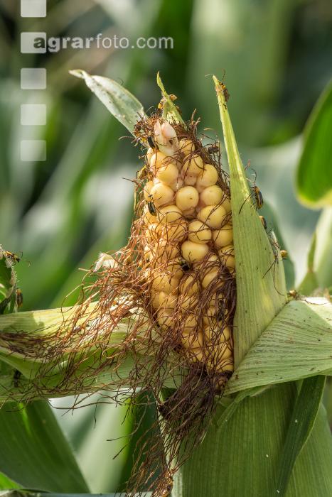Diabrotica Schaden am Kolben 7