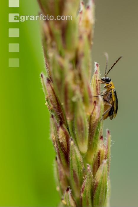 Diabrotica auf Maisrispe 3