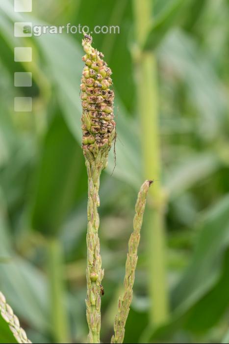 Diabrotica auf Maisrispe 1