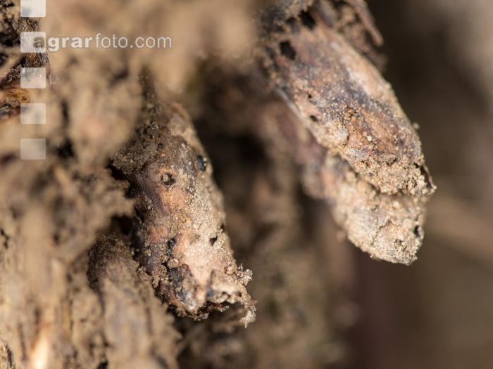 Diabrotica Wurzelschaden 5