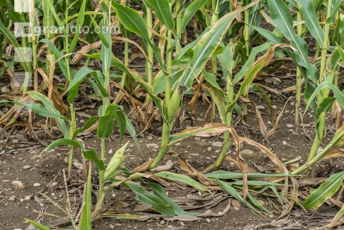 Diabrotica Gänsehals 6