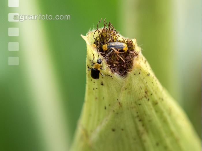 Diabrotica Schaden Narbenfäden 4