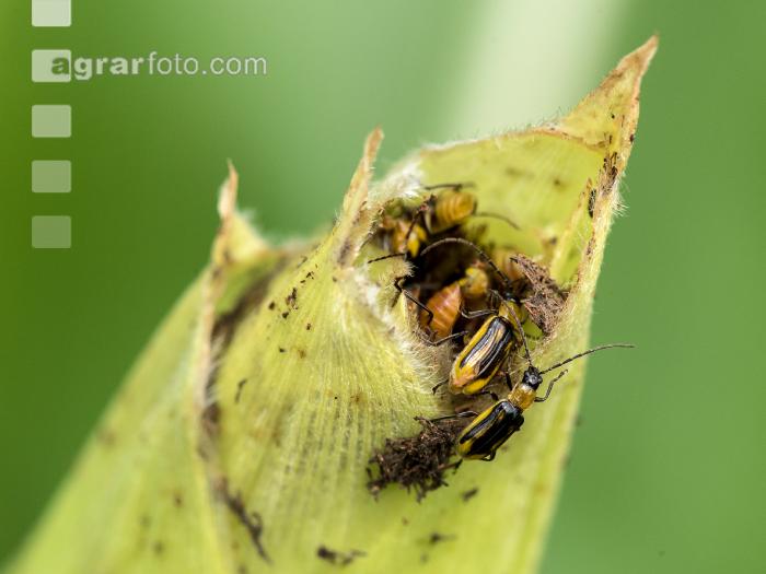 Diabrotica Schaden Narbenfäden 3