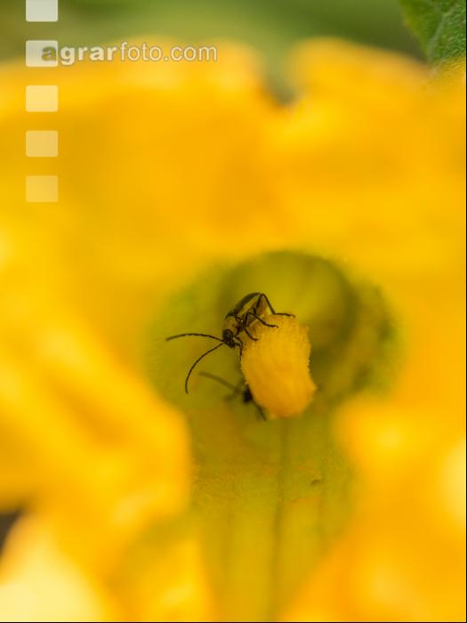 Diabrotica auf Ölkürbis 2