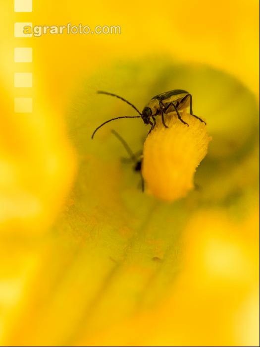 Diabrotica auf Ölkürbis 1