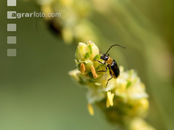 Diabrotica auf Sorghum 2