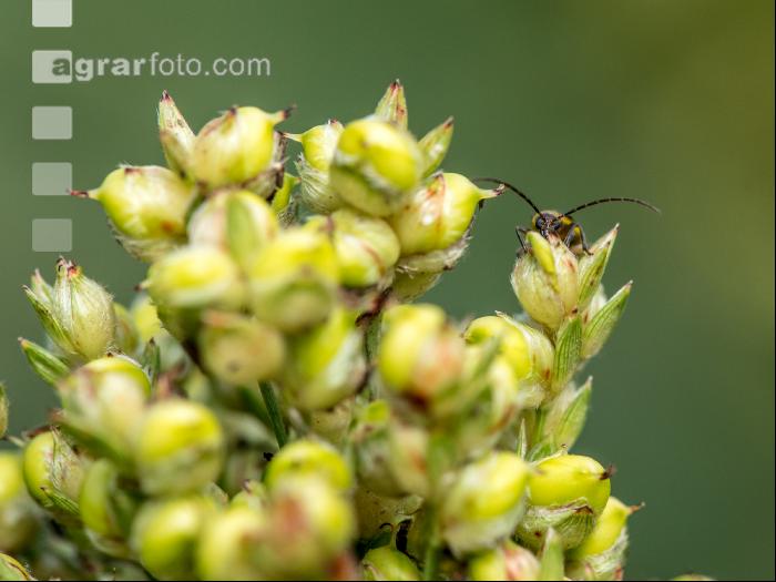 Diabrotica auf Sorghum 1