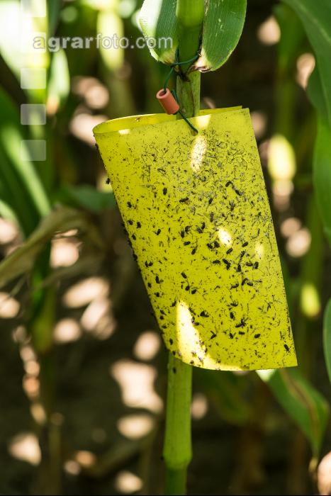 Diabrotica auf Fangstation 1