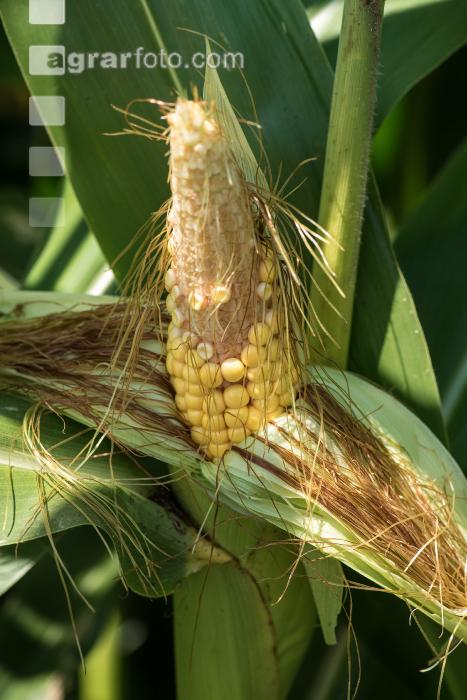 Diabrotica Schaden am Kolben 5