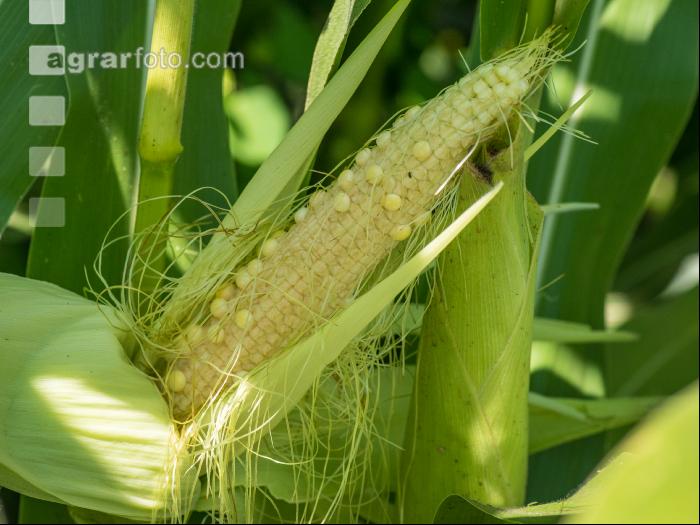 Diabrotica Schaden am Kolben 4