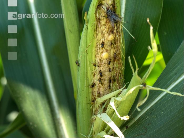 Diabrotica Schaden am Kolben 3