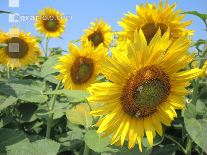 Sonnenblume Blüte 20