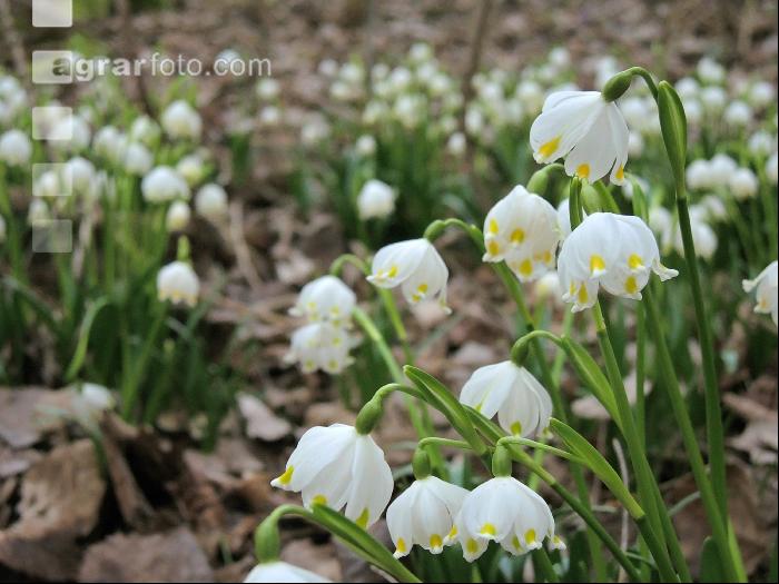 Frühlingsknotenblume 5