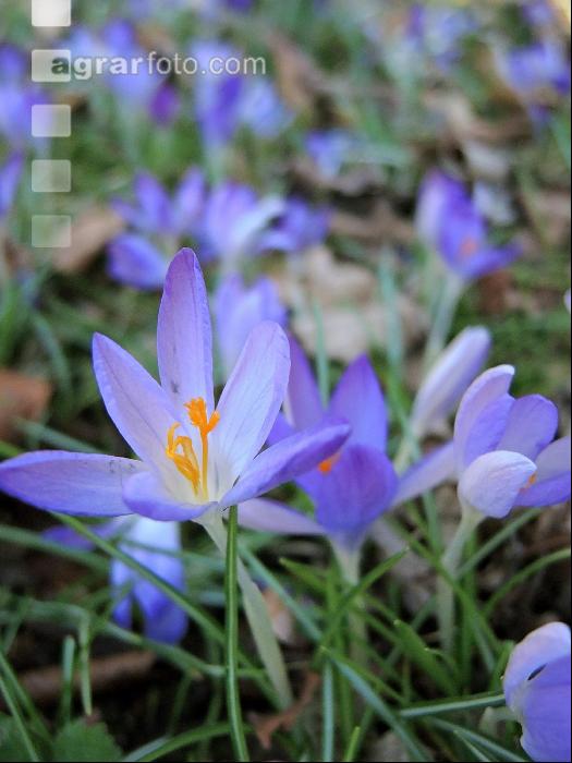 Krokus 9
