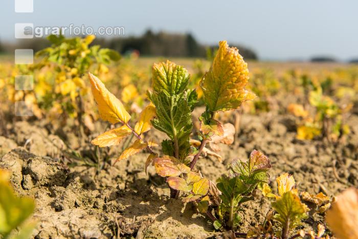Glyphosat auf Zwischenfrucht 2