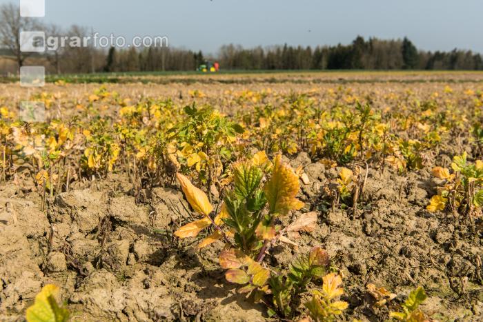 Glyphosat auf Zwischenfrucht 1