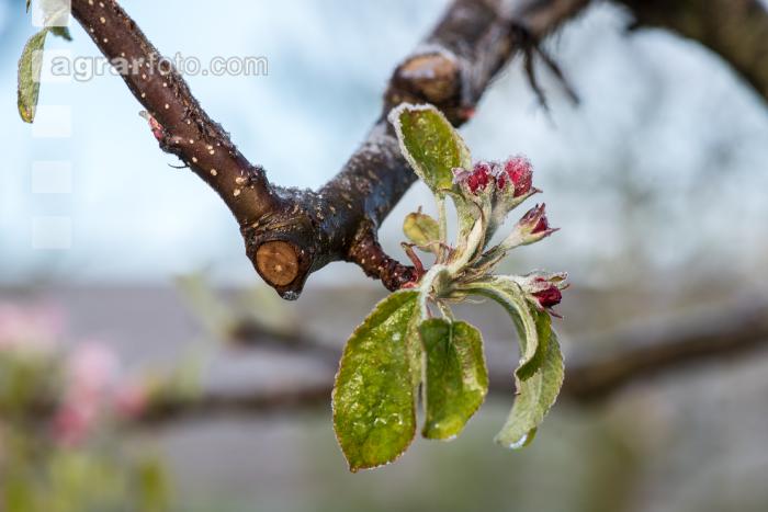 Apfelblüte mit Frost 11