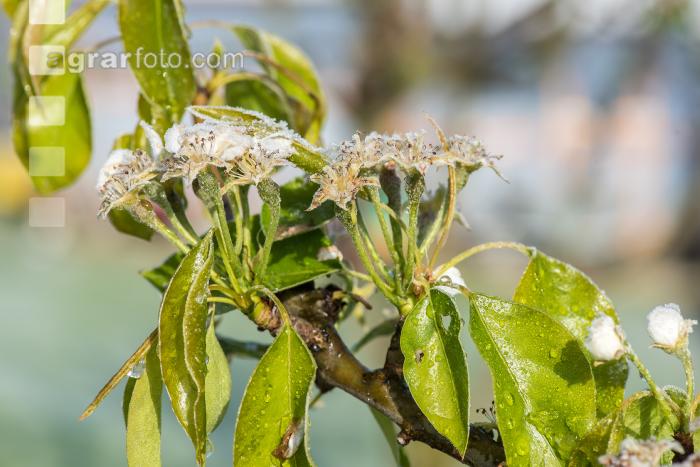 Birnenblüte mit Frost 10