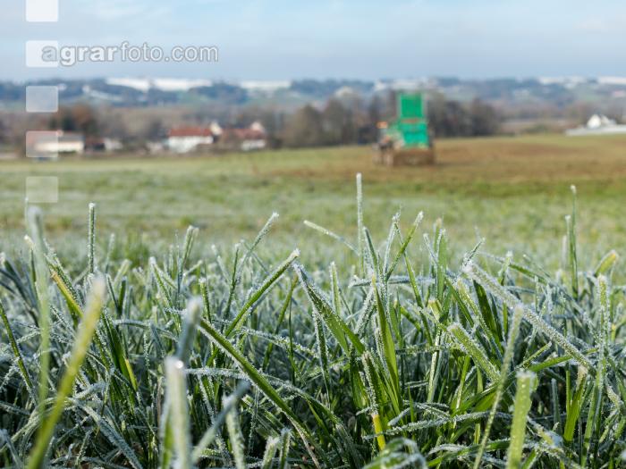 Mist auf frostige Wiese 10