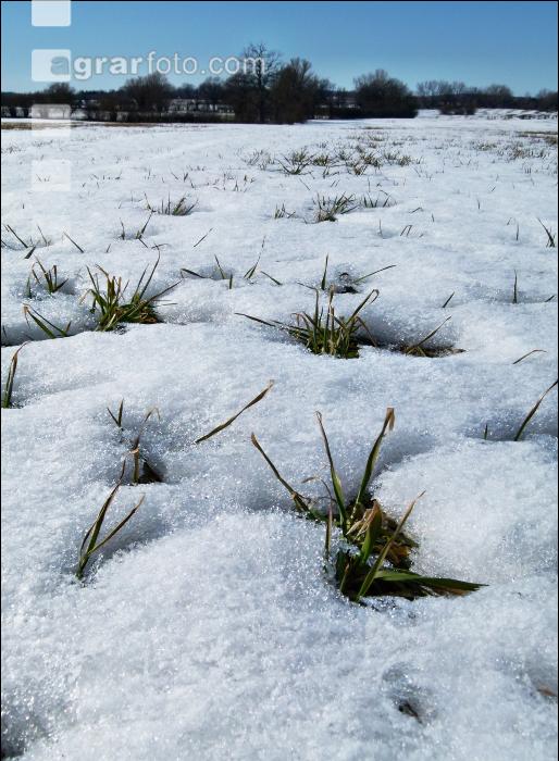 Getreide Schneeschmelze 5