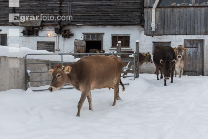 Braunvieh im Schnee 34
