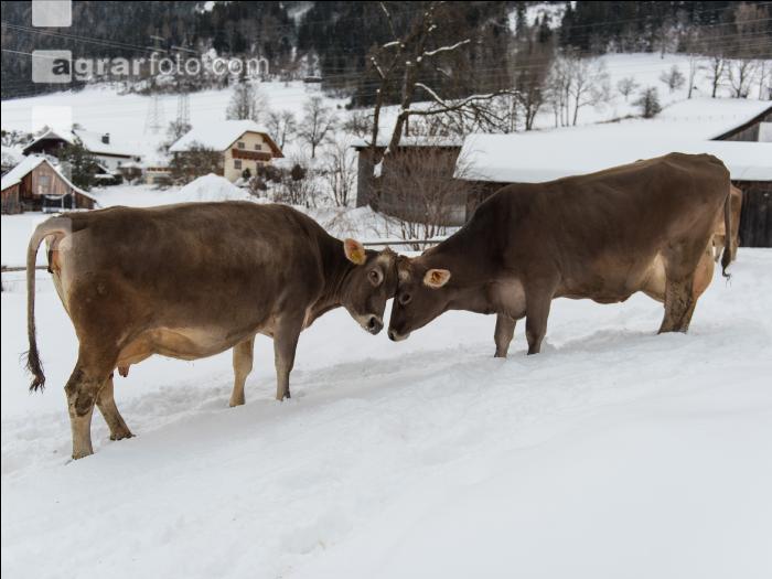 Braunvieh im Schnee 32
