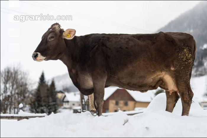 Braunvieh im Schnee 29