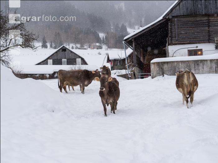 Braunvieh im Schnee 25