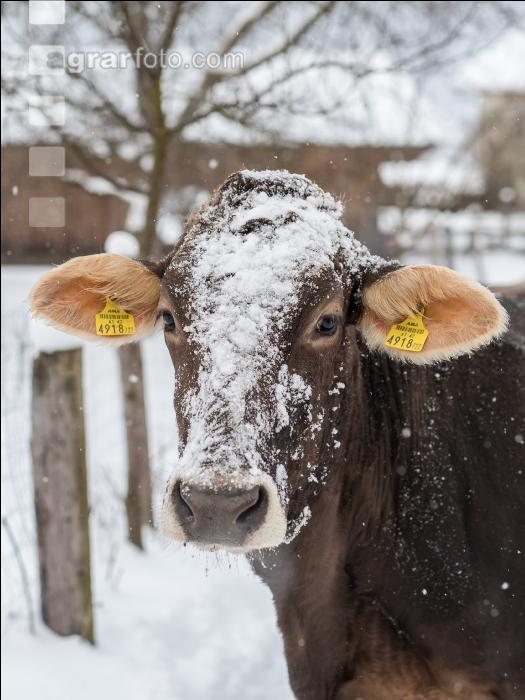 Braunvieh im Schnee 15