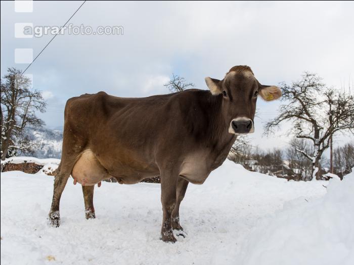 Braunvieh im Schnee 3