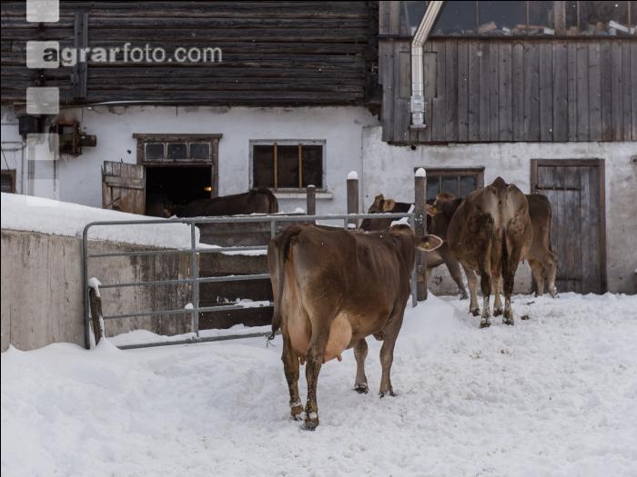 Braunvieh im Schnee 1