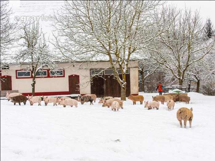 Schweine im Schnee 31