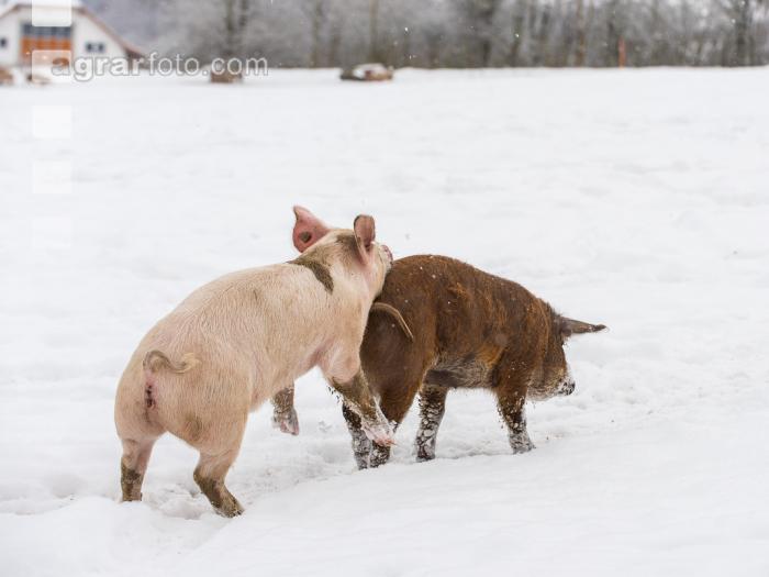 Schweine im Schnee 27