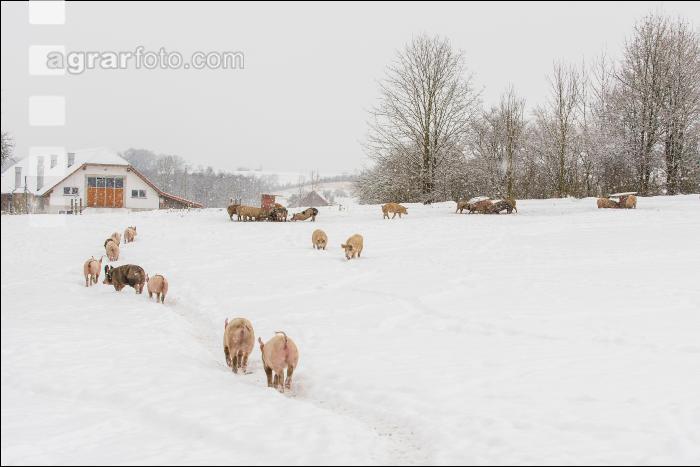 Schweine im Schnee 18